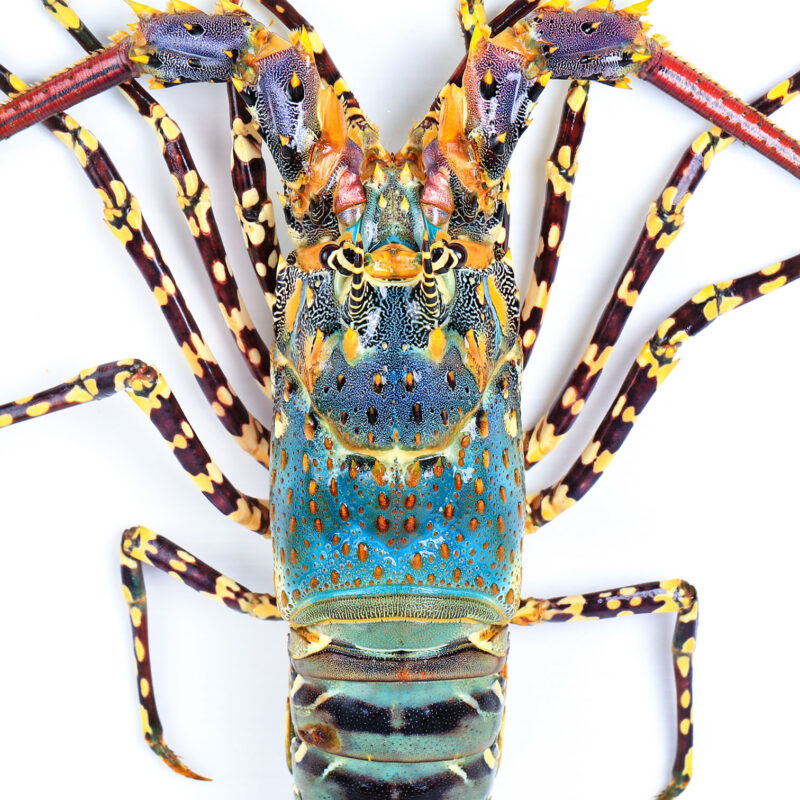 Tropical Rock Lobster