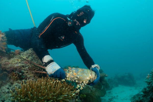Hookah-Diving Tropical rock lobster diving