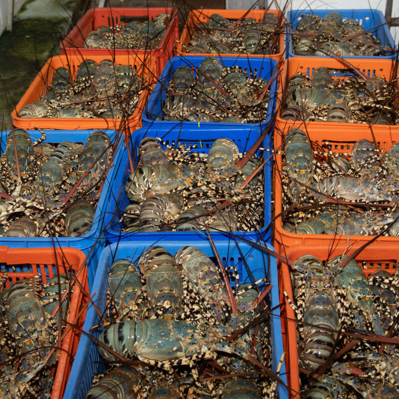 Lobsters from MG Kailis