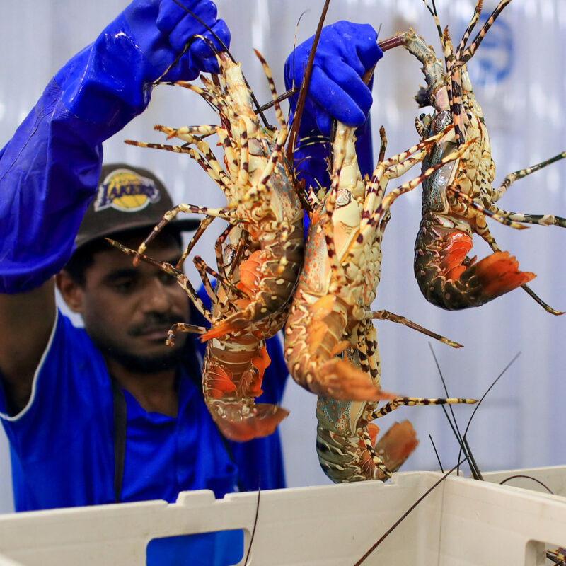 Four Lobsters from MG Kailis