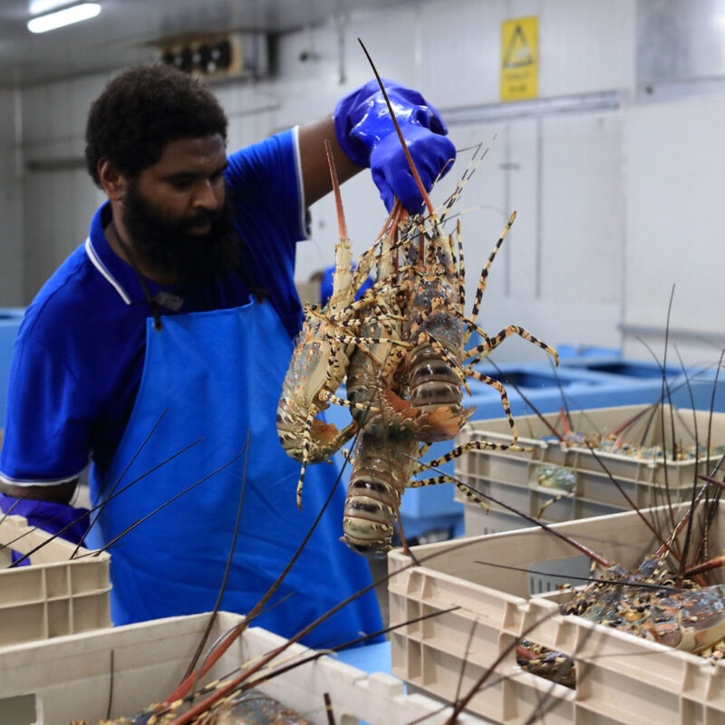 MG Kailis team member handling freshly caught tropical rock lobsters in processing facility in Northern Australia