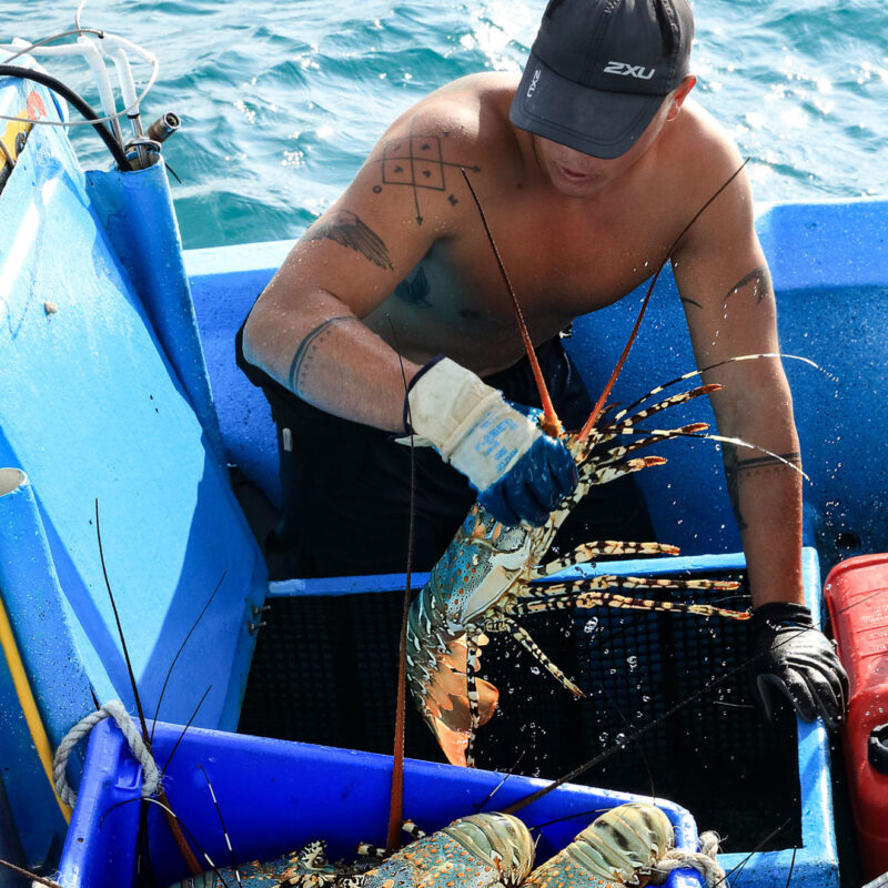 MG Kailis diver collecting live tropical rock lobster