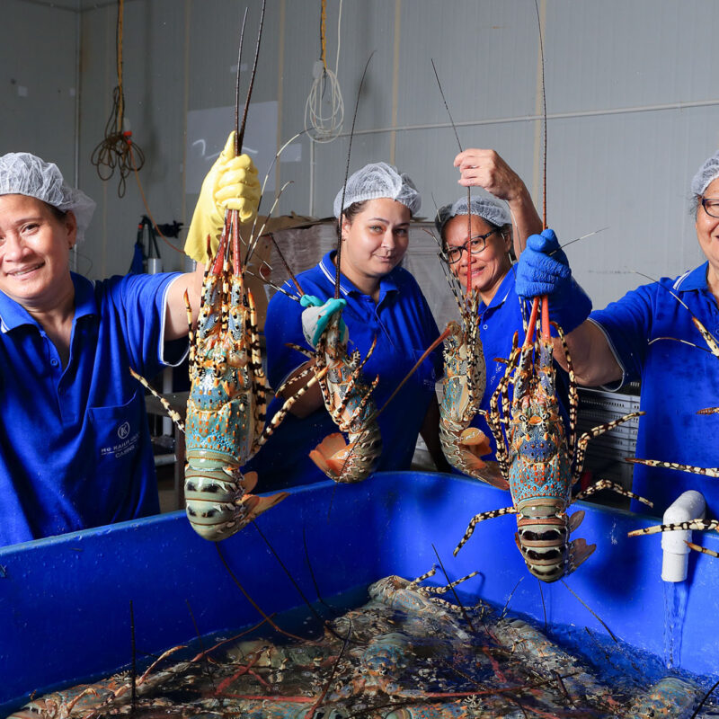 Women with Lobsters in Cairns from MG Kailis