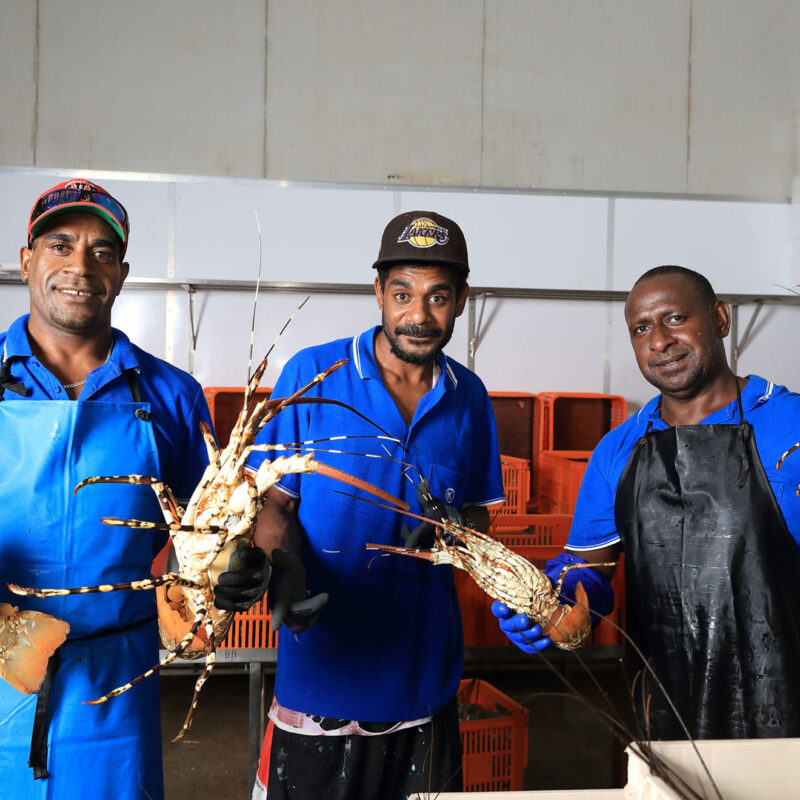 MG Kailis Lobster team members with Lobsters