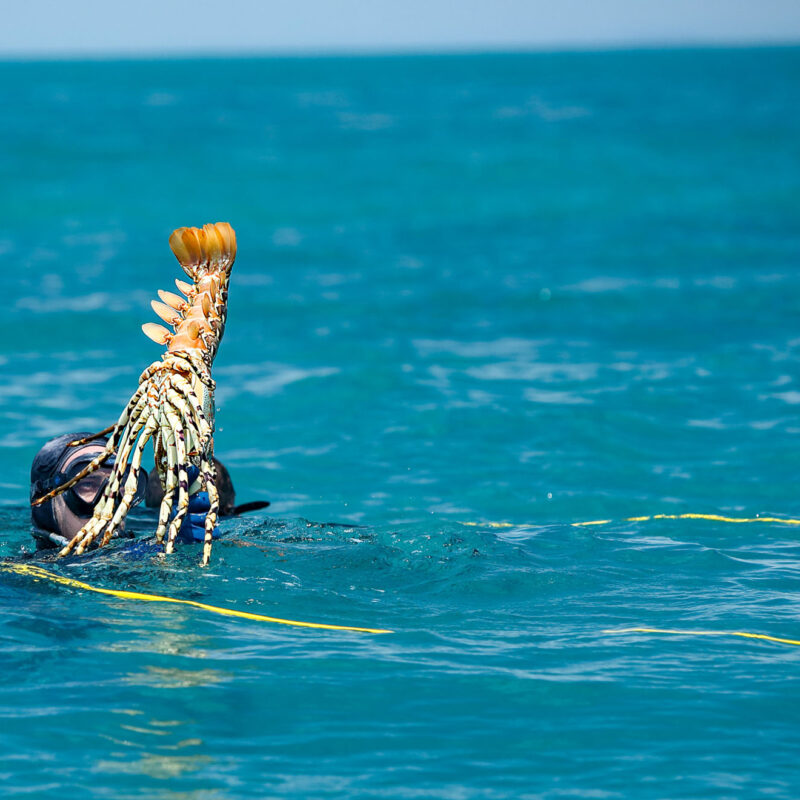 Freshly caught tropical rock lobster held by MG Kailis diver, emphasising sustainable sourcing in Northern Australia.