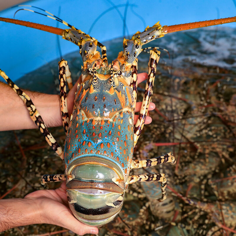 Tropical Rock Lobster on hand