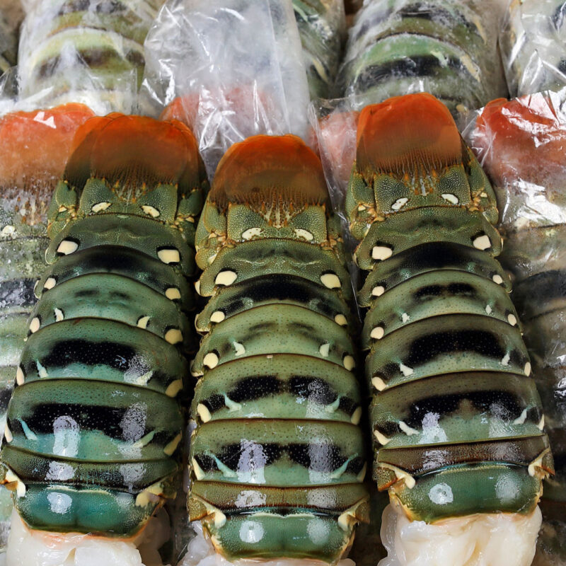 Fresh packed, frozen lobster