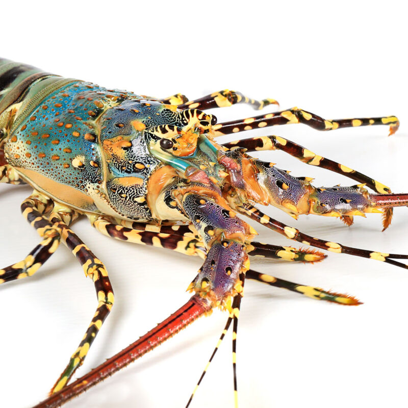 Close-up of a vibrant tropical rock lobster on white background, MG Kailis premium seafood from Northern Australia.