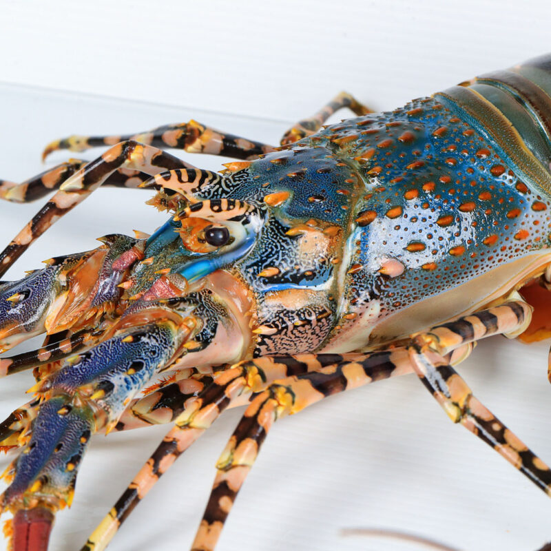 Close-up of a vibrant tropical rock lobster on white background, MG Kailis premium seafood from Northern Australia.