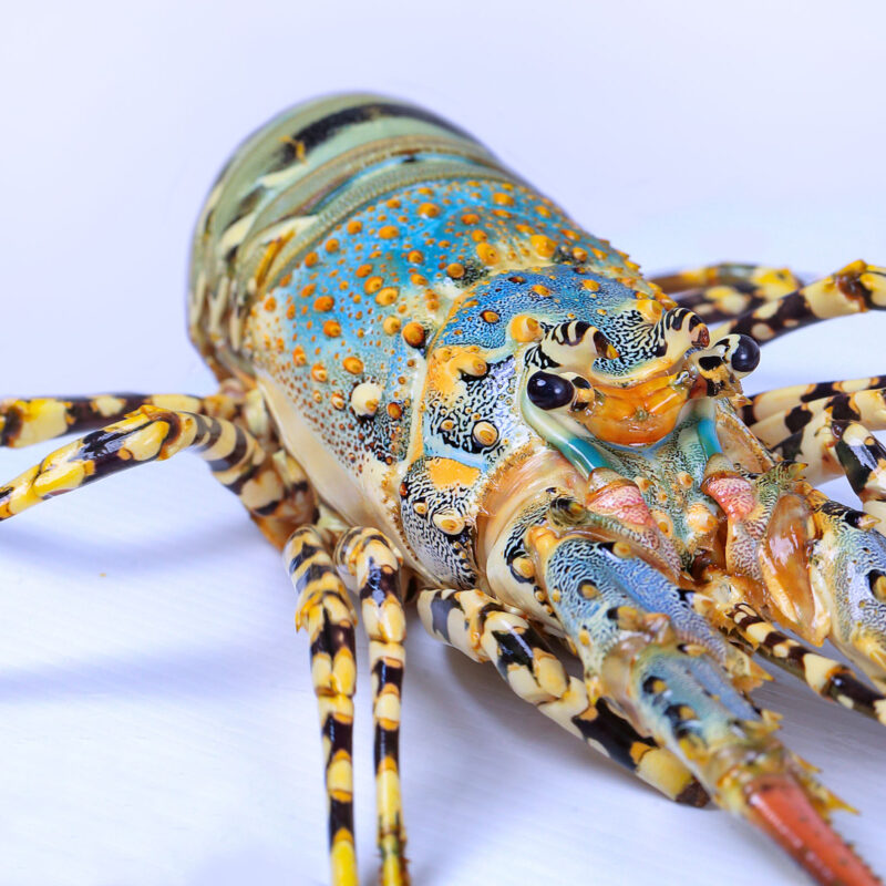 Tropical Rock Lobster fresh for sales